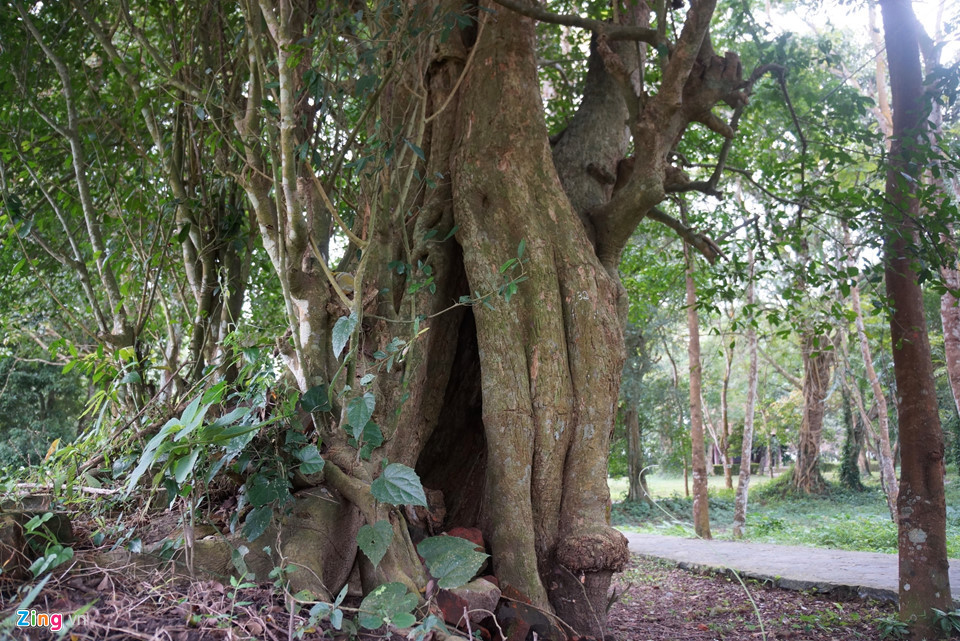 Cụm gồm 5 cây mọc sát nhau với chiều cao 12-15 m, chu vi thân 2,18-3,1 m. Loài này rất đặc biệt, không bị rụng lá bất kể mùa hè hay mùa đông lạnh giá.