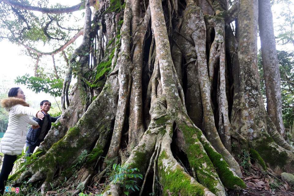 Bộ rễ phụ của cây đa này rất đặc biệt ở chỗ chỉ quấn quýt xung quanh gốc thị cũ mà không vươn ra xa như các cây đa nhiều gốc khác. Ngọn đa cao trên 40 m, chu vi thân cây hơn 17 m, gốc cây khoảng 10 người ôm không xuể.