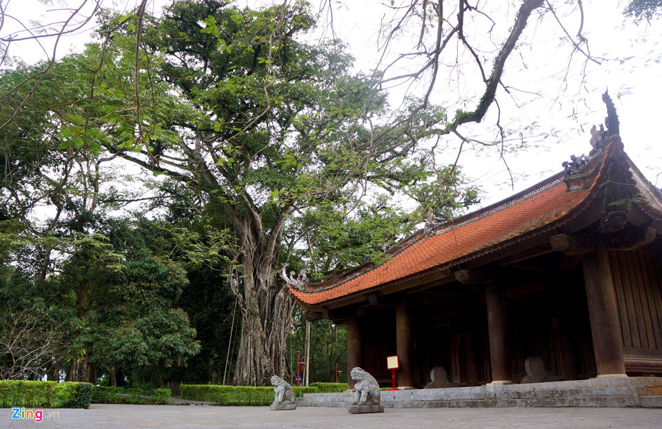 Nổi bật trong số này là cây đa - thị 300 tuổi, dễ dàng nhìn thấy khi đi qua cây cầu đá dẫn vào chính điện Lam Kinh.