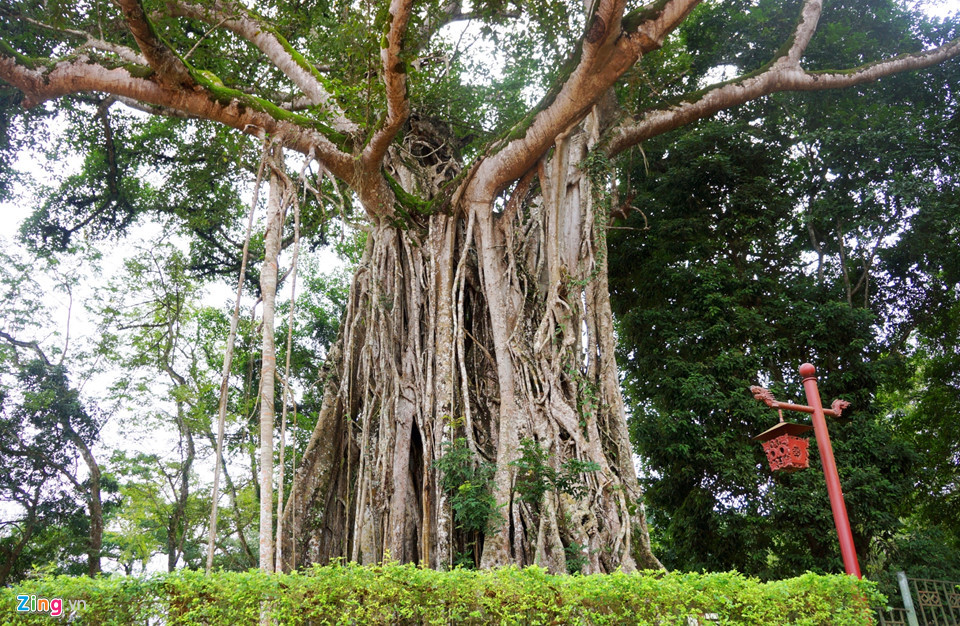 Ông Võ Đình Sĩ, Phó trưởng Ban quản lý Khu di tích quốc gia đặc biệt Lam Kinh, cho biết hơn 300 năm trước, tại chỗ cây đa là cây thị rất xanh tốt. Nơi đây có rất nhiều chim chóc về đậu trên cành thị mang theo quả đa về ăn nên hạt rơi xuống đất mọc thành cây. "Khi lớn lên, cây đa ngày càng xanh tốt, ôm chặt lấy cây thị, dần dần hai cây hóa thành 1 gốc cây nên gọi là cây đa - thị. Tuy nhiên, đến năm 2007, cây thị đã chết, hiện chỉ còn mỗi cây đa", ông Sĩ nói.