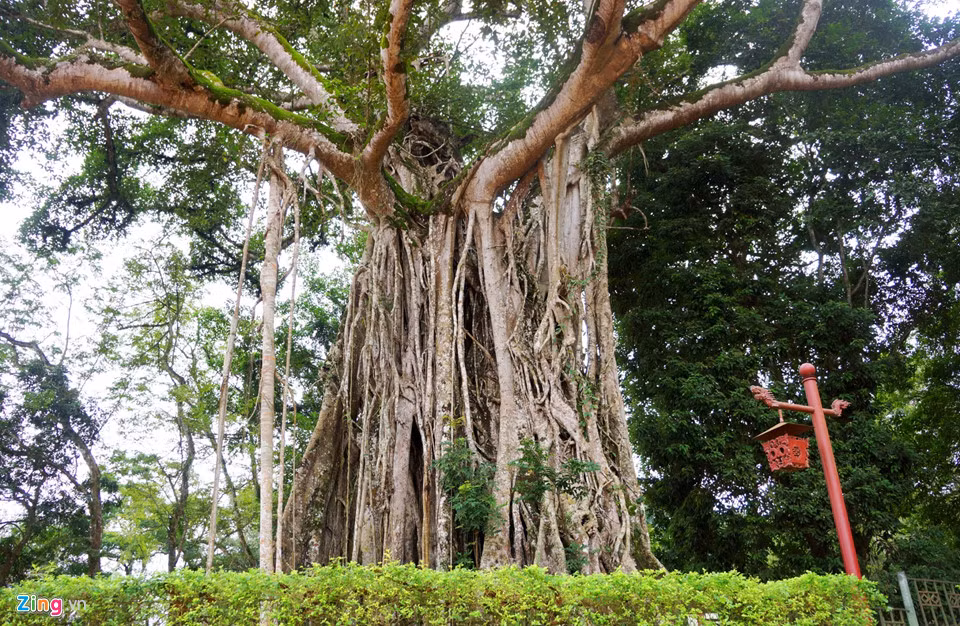 Ông Võ Đình Sĩ, Phó trưởng Ban quản lý Khu di tích quốc gia đặc biệt Lam Kinh, cho biết hơn 300 năm trước, tại chỗ cây đa là cây thị rất xanh tốt. Nơi đây có rất nhiều chim chóc về đậu trên cành thị mang theo quả đa về ăn nên hạt rơi xuống đất mọc thành cây. "Khi lớn lên, cây đa ngày càng xanh tốt, ôm chặt lấy cây thị, dần dần hai cây hóa thành 1 gốc cây nên gọi là cây đa - thị. Tuy nhiên, đến năm 2007, cây thị đã chết, hiện chỉ còn mỗi cây đa", ông Sĩ nói.