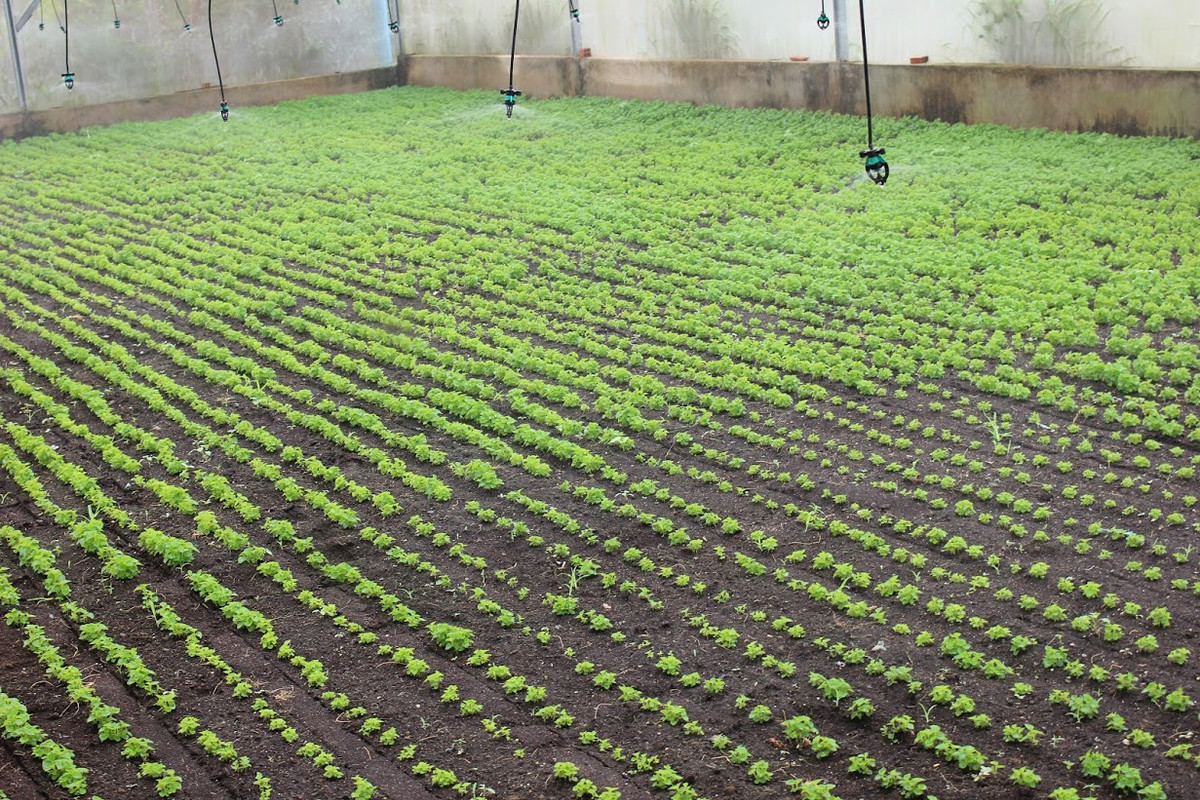 Theo ông Lê Hữu Thọ, từ khi xuống giống tới khi thu hoạch rau càng cua là 2 tháng.