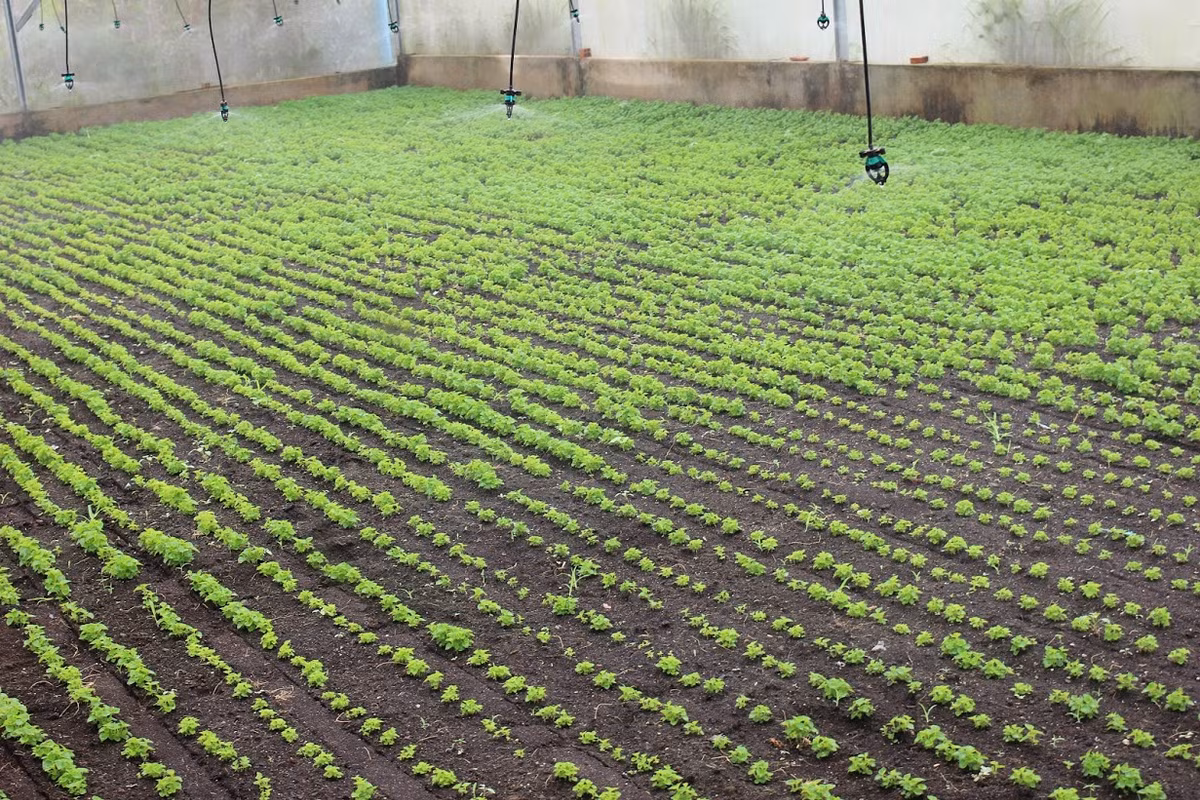 Theo ông Lê Hữu Thọ, từ khi xuống giống tới khi thu hoạch rau càng cua là 2 tháng.