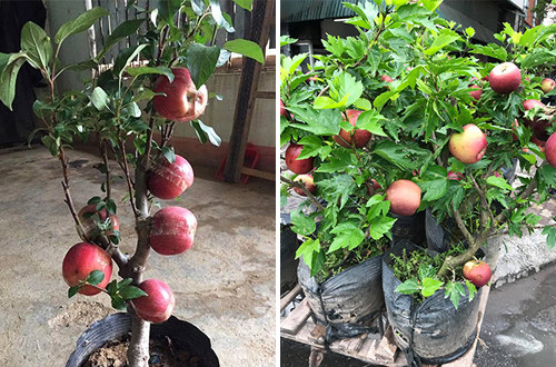 Mua tao bonsai ve trung Tet, “nga ngua” khi thay no hoa dam but