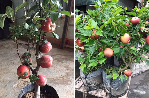 Mua tao bonsai ve trung Tet, “nga ngua” khi thay no hoa dam but