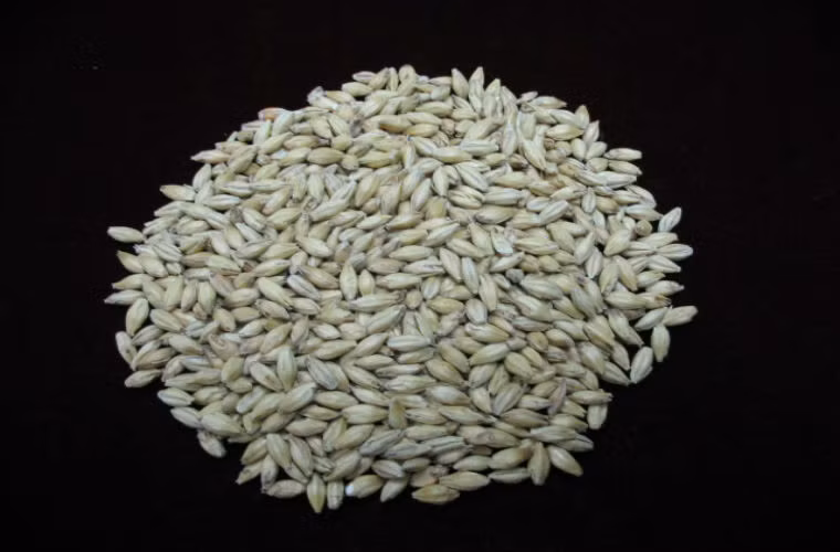 Lúa mạch, yến mạch: cả hai đều có tác dụng nhất định trong trợ sản vì thế trong thời kỳ an thai không được ăn .