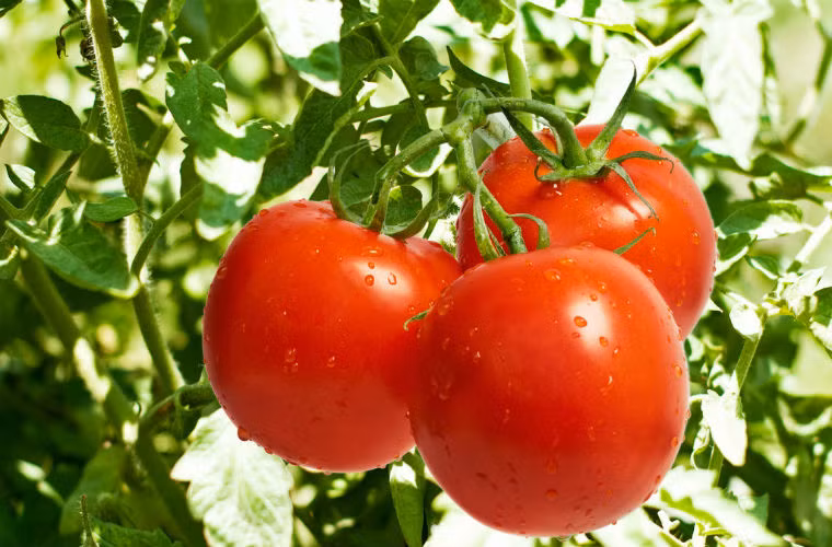 Ăn hồng và cà chua. Cả hai loại thực phẩm có chứa nhiều pectin, axit tannic, các chất này sẽ gây ra phản ứng hóa học với gastric acid trong dạ dày và dễ kết sỏi.