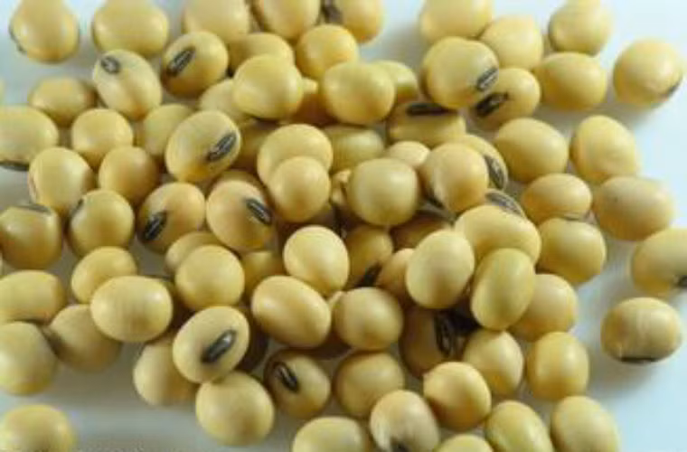 Đậu nành có chứa ít nhất 5 loại chất chống ung thư, nó có tác dụng phòng chống ung thư vú