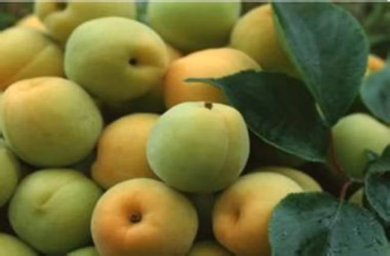 Quả mơ có thể tăng cường khả năng nuốt của các tế bào bạch cầu, cải thiện chức năng miễn dịch của cơ thể, hỗ trợ điều trị ung thư dương vật, ung thư cổ tử cung.