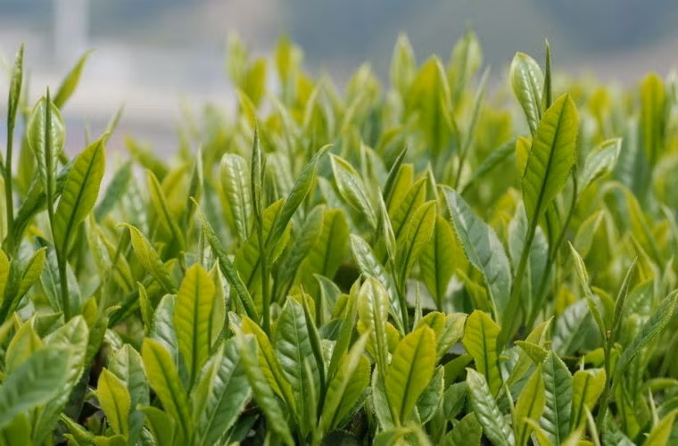 Lá trà. Một loại chất có trong lá trà có thể ức chế sự lưu thông máu qua các bộ phận cơ thể có chứa các tế bào ung thư.