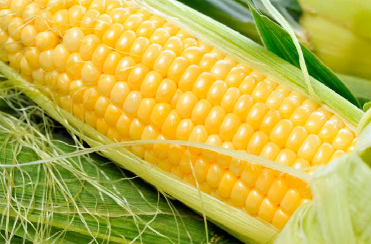 Ngô có thể ngăn ngừa bệnh cao huyết áp, xơ cứng động mạch, sỏi tiết niệu và các bệnh khác nên có tác dụng phòng chống ung thư. Bột ngô thô chứa rất nhiều axit amin, có tác dụng ức chế ung thư. Ngoài ra, glutathione trong ngô khi kết hợp với selenium tạo thành glutathione oxidase có thể làm mất đi hoạt tính hóa học của các chất gây ung thư.