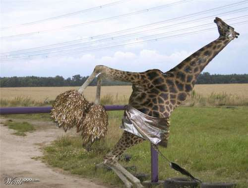 Hươu cao cổ "bay" trên đồng cỏ.