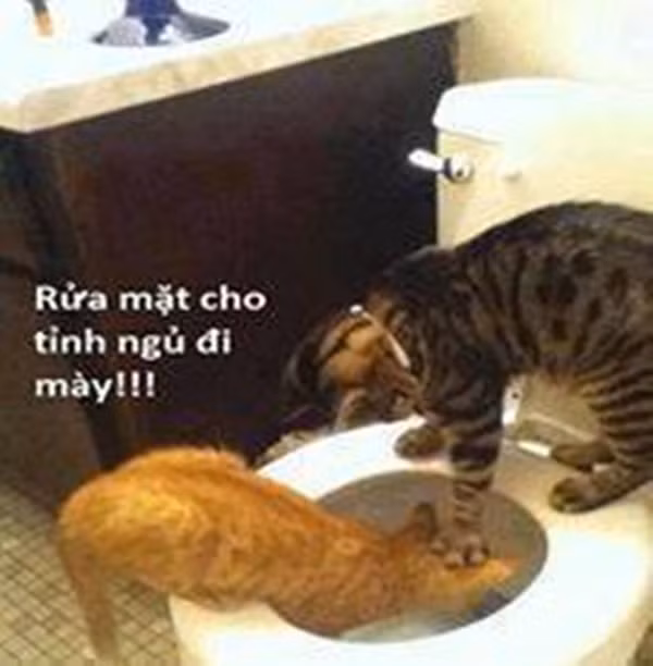 Khi mèo troll nhau.
