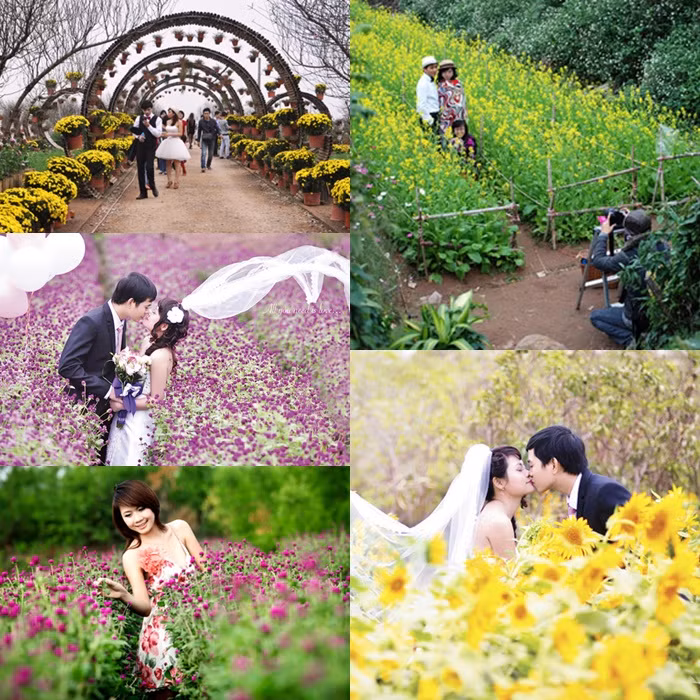 "Vườn địa đàng" Nhật Tân, Tứ Liên (Hà Nội) có nhiều loài hoa (bách nhật, hoa bướm, hoa cải, hoa hướng dương...) nên trở thành địa chỉ quen thuộc, cuốn hút đông đảo các bạn trẻ ở Hà Nội.