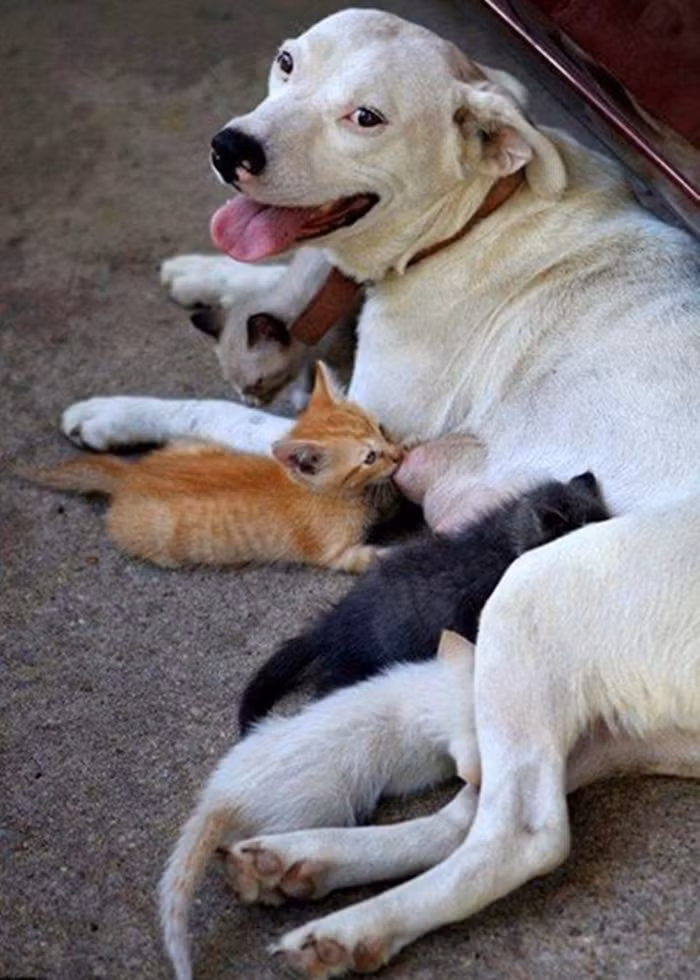 "Dì ghẻ, con chồng". 