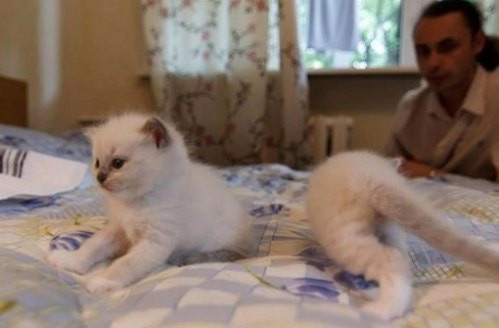 Mèo... phân thân. 