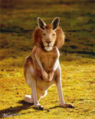 Kangaroo mang đầu sư tử.