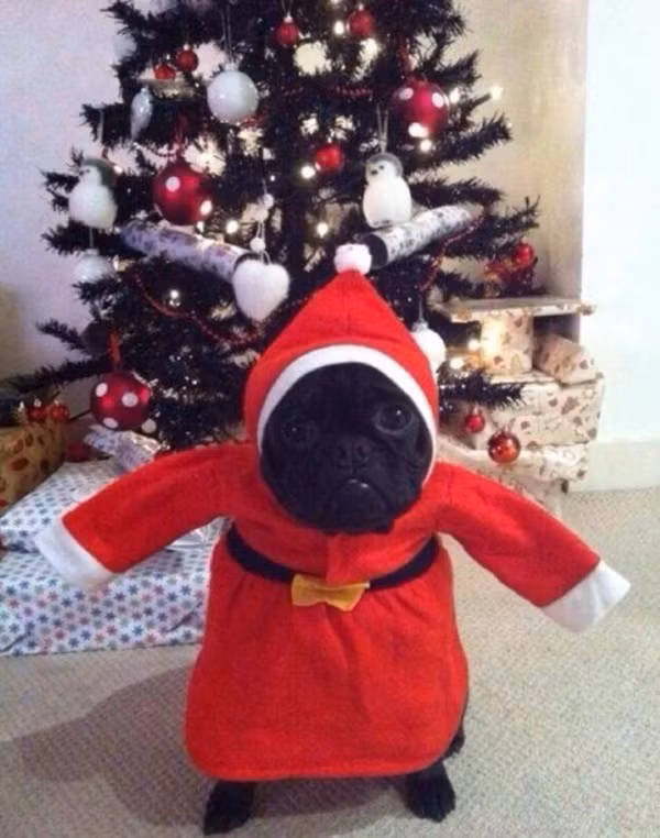 Đi chơi Noel thôi. 