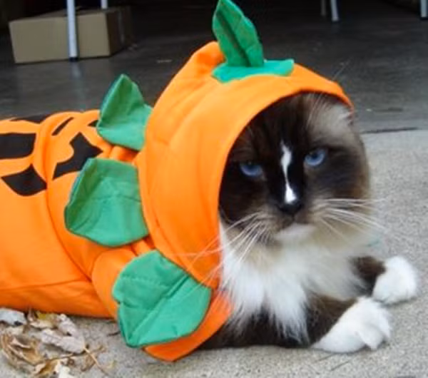 Sặc sỡ đón mừng Halloween.