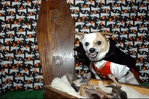 "Ma cà rồng đây. Có ai sợ không?"