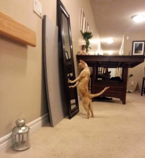 "Nhìn vào gương, thấy mình đẹp trai phết".