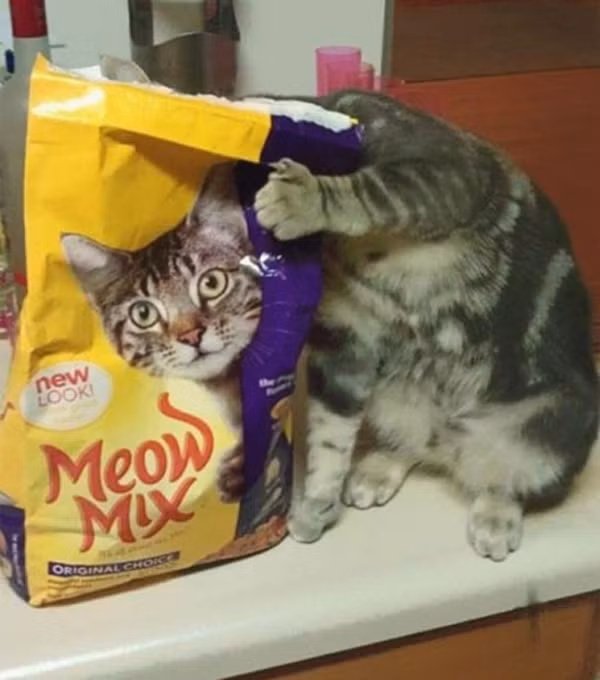 Mặt mèo được lên bao bì.