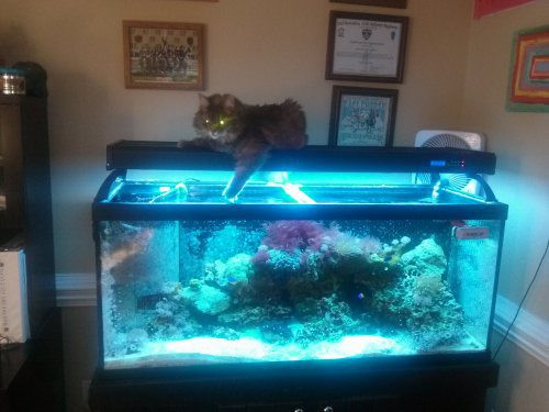 Khi cô chủ vắng nhà...