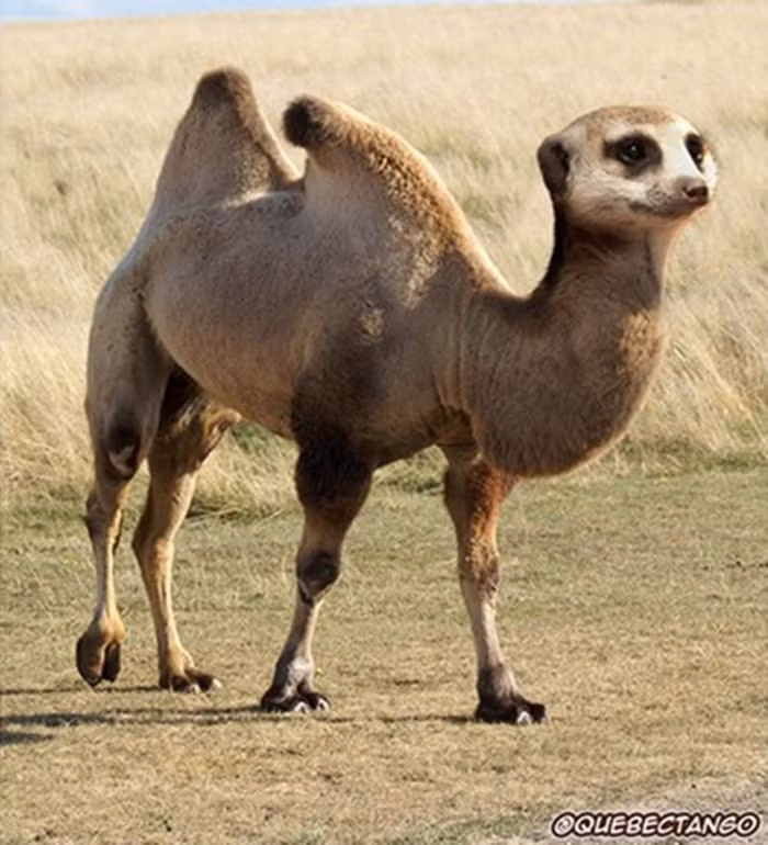 Chú lạc đà dễ thương với khuôn mặt của Meerkat.