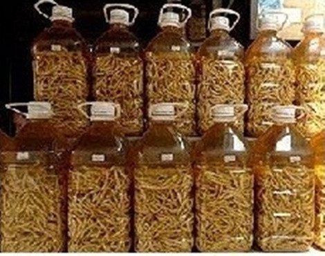 Điện Biên có rượu sâu chít