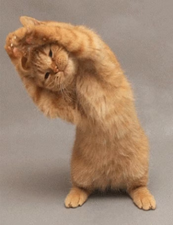 Bài tập vươn vai.