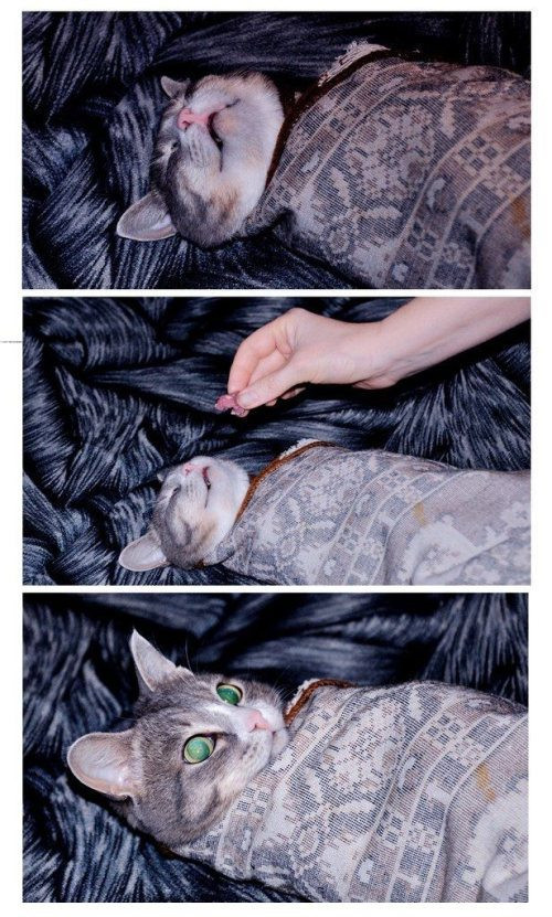 Thoát ra khỏi giấc mơ, vì miếng thức ăn.