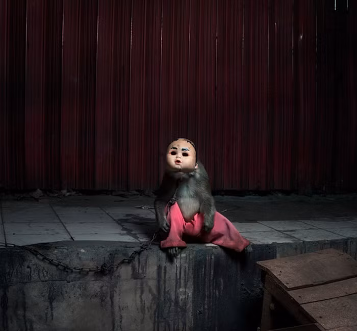 Từ lâu, ở nhiều nước châu Á, những chú khỉ hay nhiều loài động vật thông minh khác bị con người thuần hóa, cướp đoạt tự do và lợi dụng vào những công việc sinh ra lợi nhuận.