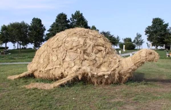 Một chú rùa đang phơi mình trên bãi cỏ