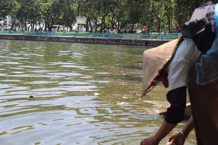 Một số người dân thấy cá chết nhiều đã ra vớt.