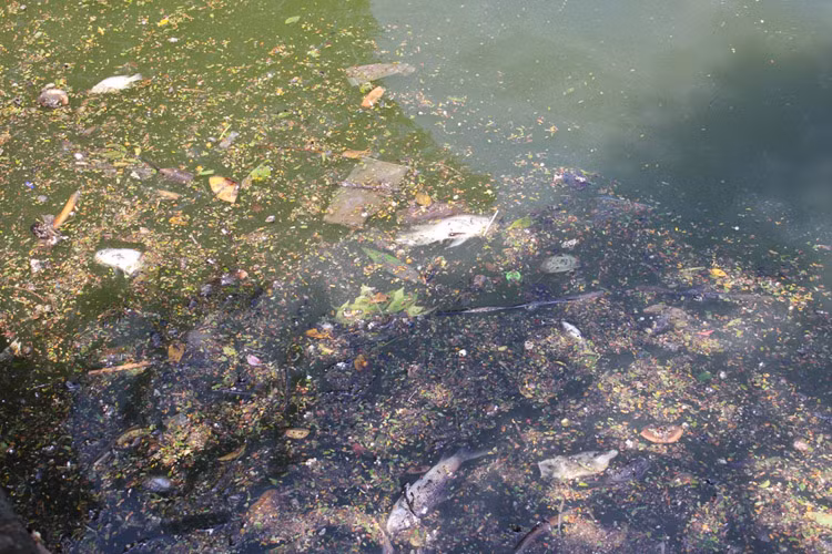 Xác cá chết nổi lềnh bềnh trên mặt nước Hồ Tây.