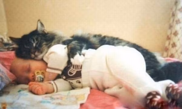 Bé nằm gọn trong vòng tay... mèo.