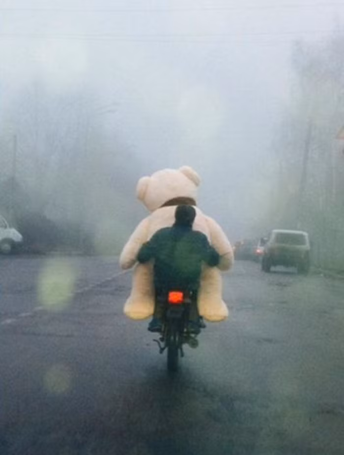 Đưa "gấu" đi dạo phố.