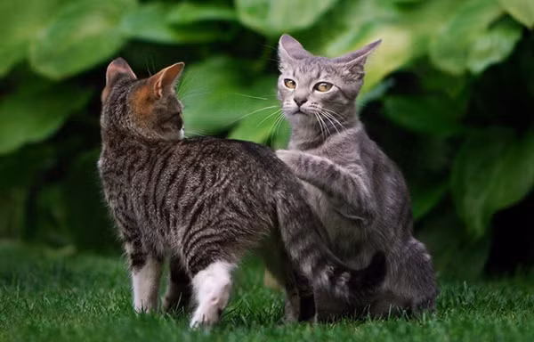 "Bị bắt quả tang".