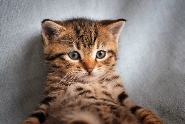 "Ngồi ở nhà xem phim một mình buồn quá". 