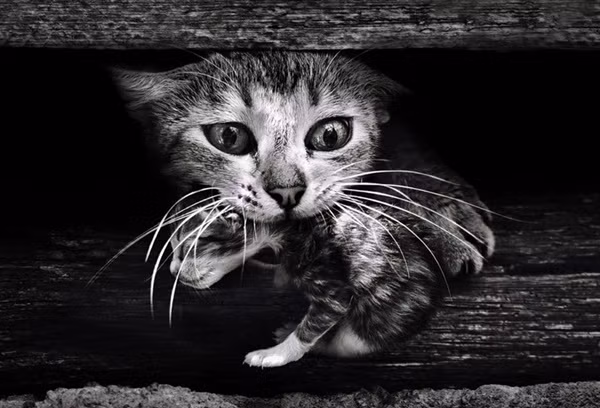 "Tớ trốn ở đây... đừng có ai mách mẹ tớ nhé".