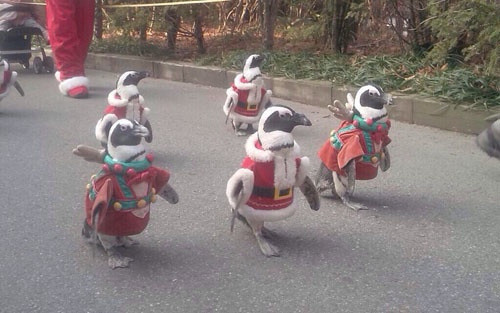 "Đi chơi Noel thôi nào".