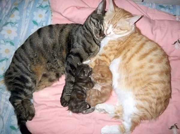 "Hạnh phúc giản đơn".