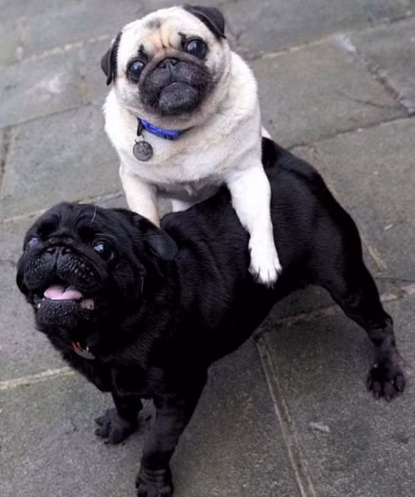 Tương phản về màu lông nhưng rất hòa hợp về "tính cách". 