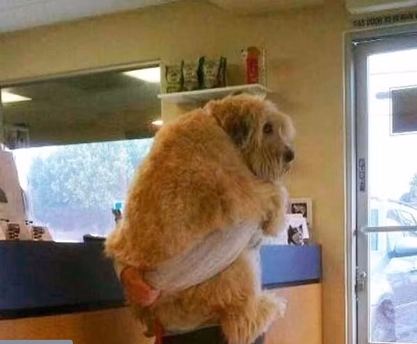 Cách thể hiện tình cảm của chó với con người. 