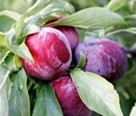 Mận hậu Bắc Hà, Lào Cai