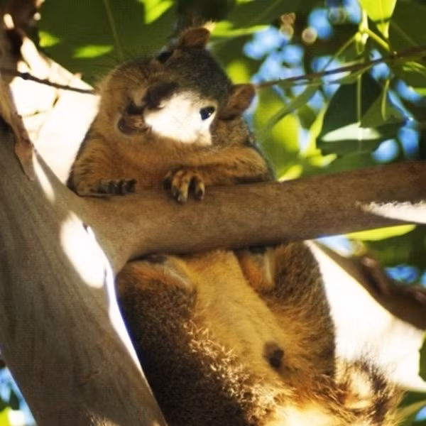 "Xin chào mọi người".