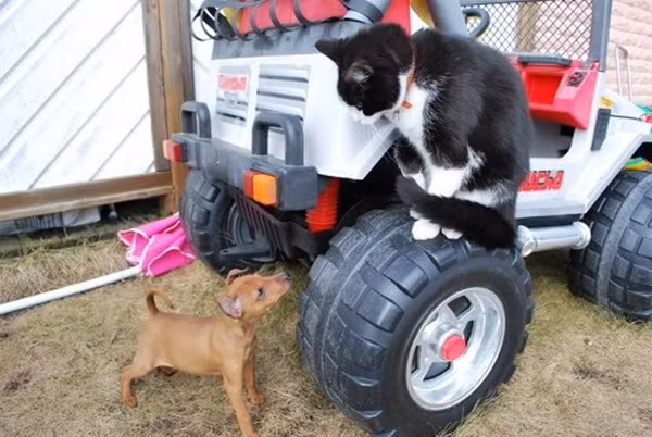 "Anh mèo cho em cùng đi ôtô với".