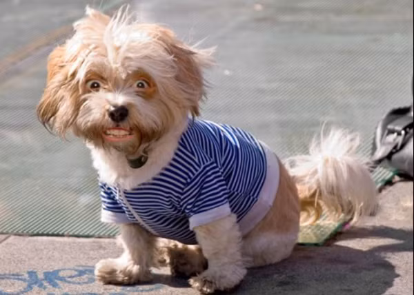 "Áo của em cute không?"