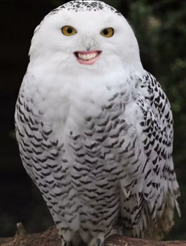 "Chào các bạn! Nhìn tớ có đẹp trai không?".