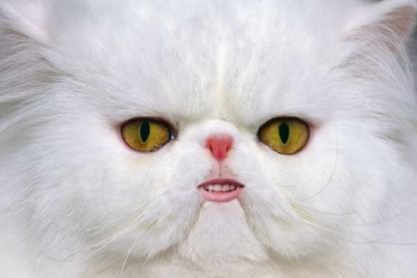 "Da trắng, môi hồng...". 